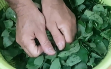 Vò rau ngót trước khi nấu có làm mất chất dinh dưỡng không? Chuyên gia trả lời khiến nhiều người phải thay đổi suy nghĩ