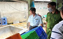 Đang kiểm tra lò mổ heo gia công cho Công ty C.P tại Hậu Giang