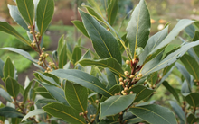 Một loại lá dân dã của Việt Nam bất ngờ được săn lùng với giá đắt đỏ: Xuất khẩu tăng 300%, là vị dược liệu quý hiếm ít quốc gia sở hữu