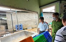 C.P. Việt Nam thừa nhận hình ảnh heo bệnh được chụp tại lò mổ thuộc công ty