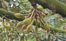 Một lô hàng 22 tấn của Việt Nam xuất khẩu sang Trung Quốc mở toang cánh cửa tỷ đô