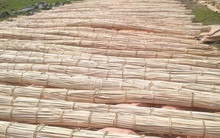 'Cây vàng cây bạc' mọc khắp Việt Nam được Mỹ đổ hàng nghìn tỷ thu mua: Trung Quốc tìm cách 'hồi sinh', nước ta nằm top thế giới