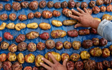 Loại rau củ có thể cứu cả thế giới khỏi nạn đói nhưng lại từng bị cấm trồng vì... quá xấu xí