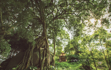 Cây di sản nghìn năm tuổi có dáng độc nhất vô nhị ở Việt Nam: Kiệt tác bonsai thiên tạo