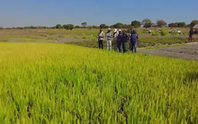 Sở Nông nghiệp Angola đến tận nơi xem team châu Phi thu hoạch lúa, được thưởng thức món nước giải khát đậm chất Việt Nam