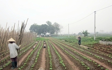 Nông dân được vay 300 triệu đồng không cần thế chấp từ 1-7