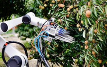 Drone bay ngợp trời, robot len qua từng gốc cây: Thủ phủ vải thế giới thu về hàng triệu tấn quả tươi nhờ ứng dụng công nghệ vệ tinh và AI tiên tiến nhất