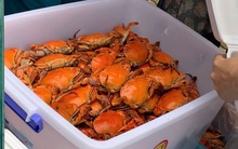 Điểm bán cua hấp trên vỉa hè TP HCM có gì đặc biệt mà khách chen kín mỗi chiều?