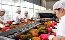 Vì sao Việt Nam tăng nhập khẩu nông sản?