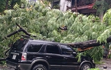 Cây đổ trúng 3 ô tô trên phố Tràng Thi, Hà Nội