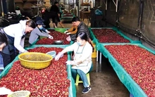 Lý do giá cà phê lao dốc