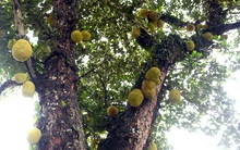 Cụ mít "độc nhất vô nhị" hơn 400 năm tuổi: Vì sao loài cây quen thuộc này có thể sống thọ đến vậy?