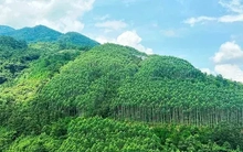 'Ông trùm' Amazon muốn mua tín chỉ carbon rừng Việt Nam