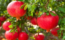 4 loại cây cứ trồng là "ôm lộc" vào nhà, chặt đi là mất hết!