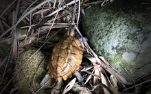 Loài vật vô cùng quý hiếm được người Việt tìm thấy, lập tức báo cảnh sát: Trước đây sống nhiều ở Trung Quốc