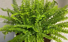 5 cây này là "khắc tinh" của formaldehyde: Nuốt sạch bụi mịn, tẩy uế khí rất tốt