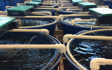 Mỹ, Trung Quốc đua nhau săn mua mỏ vàng của Việt Nam: Bỏ túi hơn 1,7 tỷ USD, nước ta đang trở thành ‘ông trùm’ thứ 3 thế giới