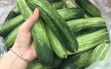 Đi mua dưa chuột mà thấy 5 dấu hiệu này rẻ mấy cũng đừng tham!