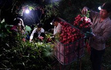 Ảnh, clip về cảnh tượng lúc 2 giờ sáng ở Bắc Giang: 10 năm rồi chưa năm nào như thế này!