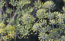 Loại hoa nghìn tỷ của Việt Nam được Ấn Độ có bao nhiêu mua bấy nhiêu: Thu gần 29 triệu USD kể từ đầu năm, nước ta cùng Trung Quốc thống trị nguồn cung toàn cầu