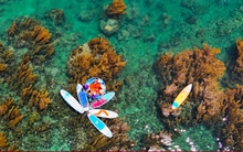 'Trốn' phố thị ồn ào, về Quy Nhơn ngắm rong mơ nhuộm vàng đáy biển