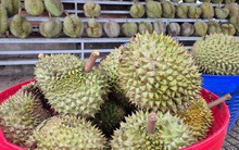 Sầu riêng rớt giá vì lý do bất ngờ