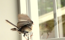 Nhà có 4 loài vật này ghé thăm, gia chủ chẳng mấy chốc gặp vận đỏ, tin vui liên tục kéo tới