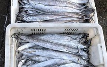 4 loại cá không thể nuôi nhân tạo trên thị trường, giá rẻ, thịt ngon, gặp là đừng bỏ lỡ