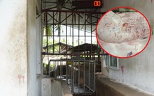 Hình ảnh tố heo bệnh tại Công ty C.P. Việt Nam là thật, người tố cáo tiết lộ thêm thông tin mới