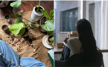 Trồng 40 chậu cây, nuôi 7 con mèo, đi làm chỉ để nhận hàng shipper là tự “đào hố” chôn mình?