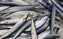 Tưởng người Nhật mê tít cá hồi, hóa ra đây mới là loại cá họ ăn 3 bữa/ngày không ngán, ví như "thuốc tiên" cho tim mạch