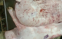 Heo bệnh của C.P. đóng sai dấu kiểm dịch: Theo quy định phải thế nào?