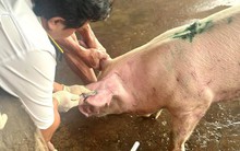 Lấy mẫu máu heo của C.P. Việt Nam tại lò mổ ở Sóc Trăng xét nghiệm dịch bệnh