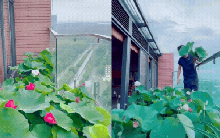 Ông bố trẻ biến sân thượng penthouse thành hồ sen nở rực – thành quả đẹp đến khó tin