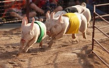 Vốn hóa “đại gia” chăn nuôi Dabaco lập kỷ lục sau khi hé lộ kết quả kinh doanh quý 2 đột biến