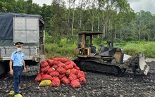 Gần 17 tấn ngao, hàu không rõ nguồn gốc từ Móng Cái vào tiêu thụ nội địa