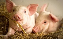 Giá trị của Masan MeatLife và Dabaco tăng thêm hàng nghìn tỷ đồng giữa lùm xùm thịt lợn của C.P