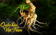 Quốc bảo Việt Nam lọt mắt xanh của "đại gia" THACO: Mục tiêu xuất khẩu thu về 50 triệu USD