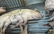 Lời khai của tài xế xe tải mua lợn chết đưa đến lò mổ tiêu thụ