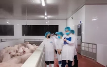 Kiểm tra hoạt động giết mổ lợn của Công ty C.P Việt Nam tại Hà Nội