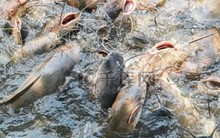 Phóng sinh hơn 12 tấn cá dữ gây thảm họa, người phụ nữ phải hầu tòa