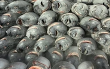 Không phải sầu riêng, một loại ‘siêu thực phẩm’ của Việt Nam và Thái Lan ‘chạm trán’ tại một quốc gia châu Phi: Xuất khẩu tăng mạnh 72%, hơn 110 quốc gia đặt gạch mua hàng