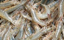 Tưởng tôm hùm là "vua canxi", ai ngờ thua xa loại tôm nhà quê, giá rẻ, bán đầy chợ Việt