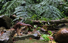 Việt Nam phát hiện loài động vật quý hiếm, phải vượt 600km để tái thả trong đêm: 1 hành động sai có thể mất đến 15 tỷ đồng