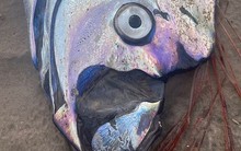 "Cá tận thế" siêu hiếm dạt vào bờ biển Úc