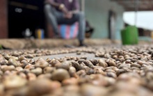 Người Trung Quốc thừa nhận 'ăn đứt' hàng nội, 'sản vật trời ban' của Việt Nam được săn lùng với giá đắt đỏ, xuất khẩu bỏ xa cả thế giới