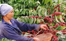 Giá cà phê Việt Nam cao nhất từ trước đến nay