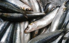 7 loại cá được ví như "nhân sâm dưới nước", thậm chí tốt hơn thịt gấp 10 lần