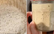 Lười nhưng thích 'chữa lành', giới trẻ Trung Quốc nuôi nấm men làm thú cưng