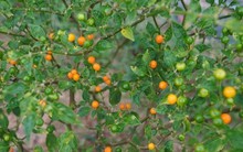 Loại quả đắt đỏ bậc nhất thế giới, giá tới 600 triệu đồng/kg, ở Việt Nam có người đem tặng miễn phí